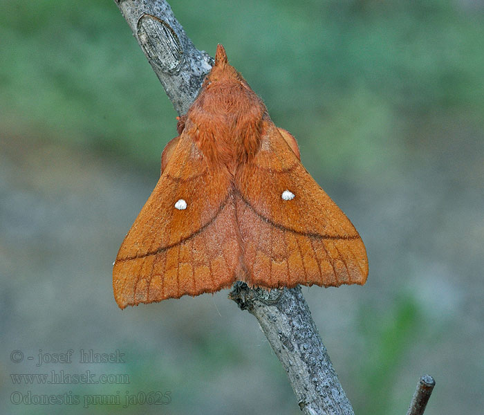 Odonestis pruni