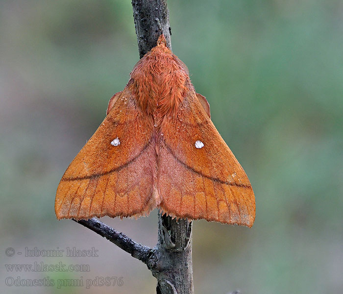 Falena del Ciruelo Odonestis pruni