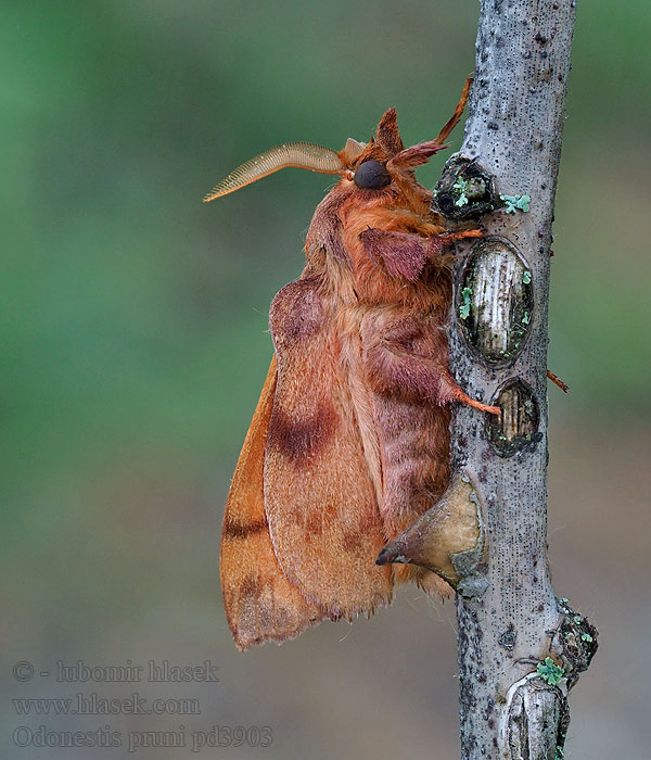 Pflaumenspinner Odonestis pruni