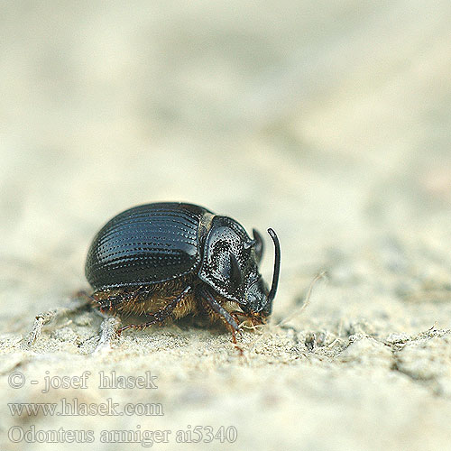 Odonteus armiger Odontaeus Навозник подвижнорогий Одонтеус вооруженный Many-horned Scarab Chrobák ozbrojený Trøffeltorbist Gehörnter Mistkäfer