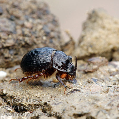 Gehörnter Mistkäfer Навозник подвижнорогий Одонтеус вооруженный Many-horned Scarab Odonteus armiger Odontaeus Chrobák ozbrojený Trøffeltorbist