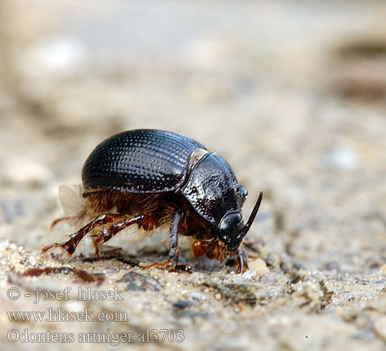 Many-horned Scarab Odonteus armiger Odontaeus Chrobák ozbrojený Trøffeltorbist Gehörnter Mistkäfer Навозник подвижнорогий Одонтеус вооруженный