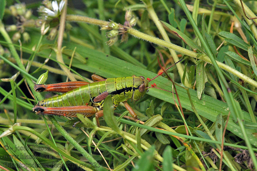 Odontopodisma decipiens Saranče růžovokřídlá