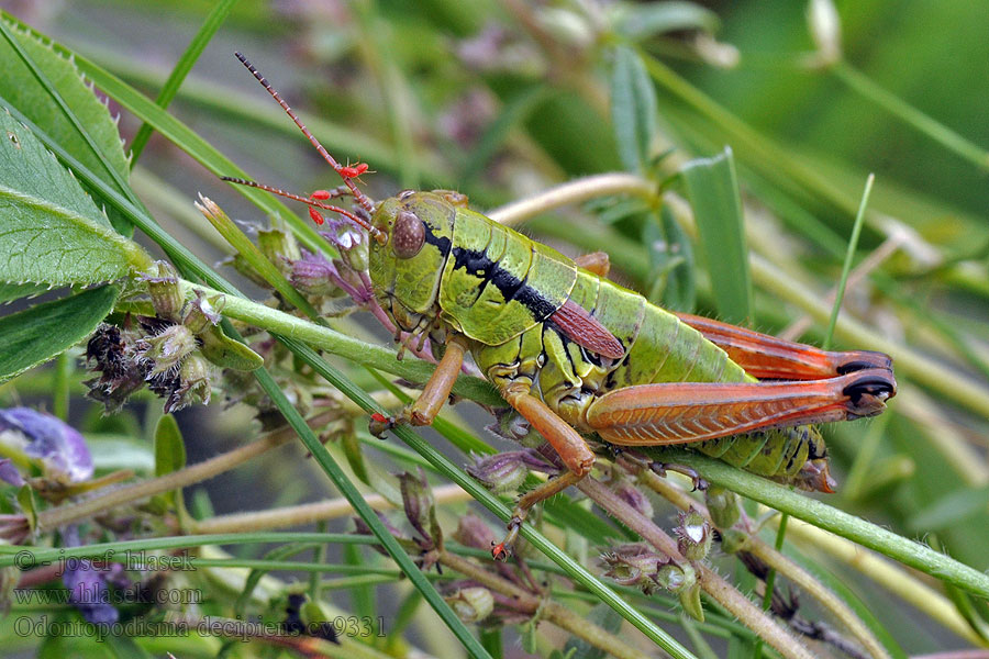 Odontopodisma decipiens