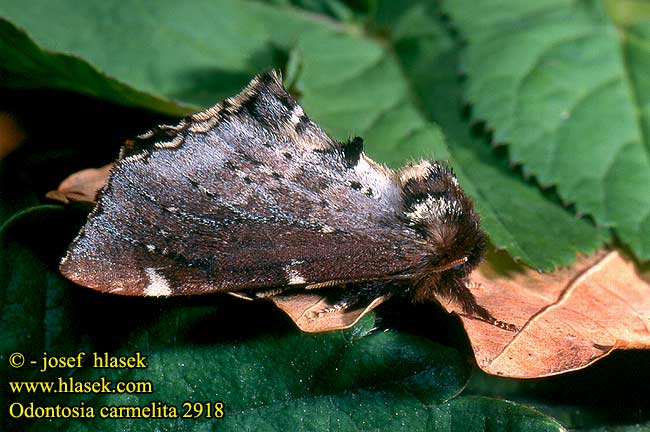 Odontosia carmelita Scarce Prominent Mönch-Zahnspinner