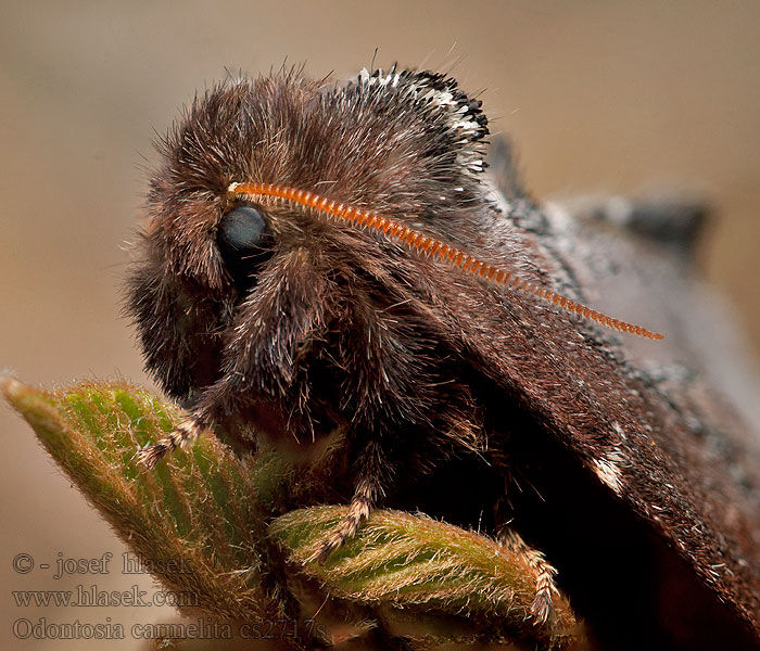 Scarce Prominent Mönch-Zahnspinner Odontosia carmelita