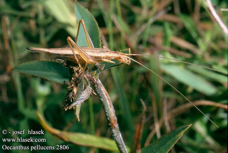 Oecanthus pellucens Italian cricket Tree Grilo Italiano Pirregő tücsök