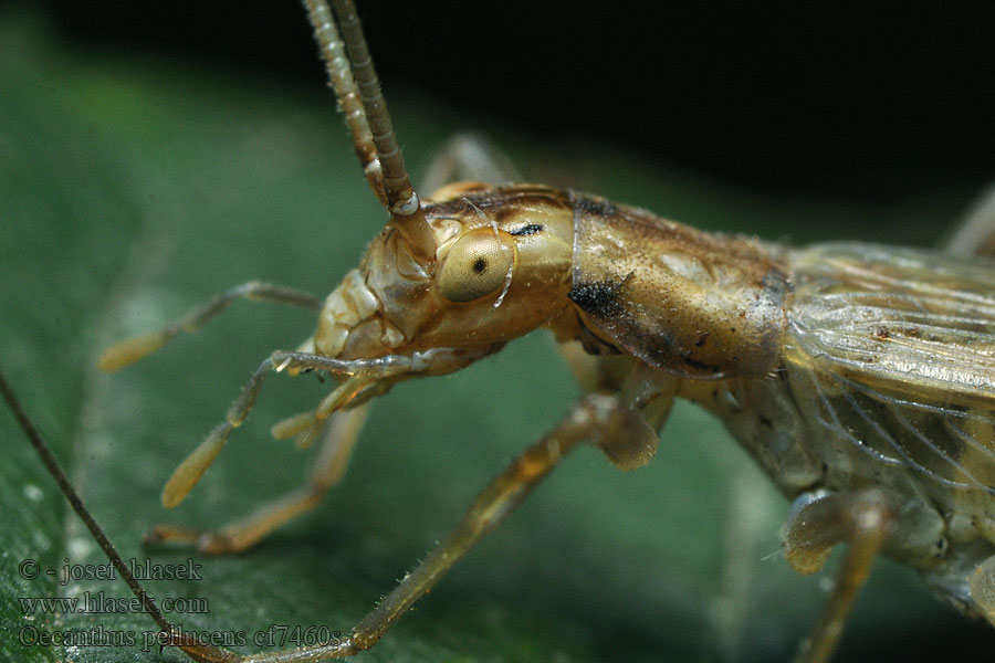 Oecanthus pellucens