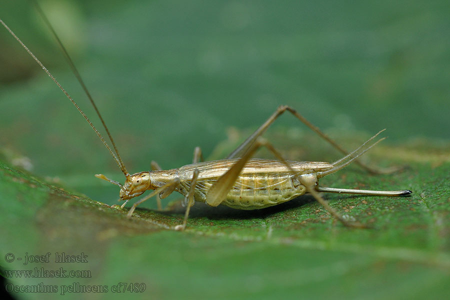 Oecanthus pellucens