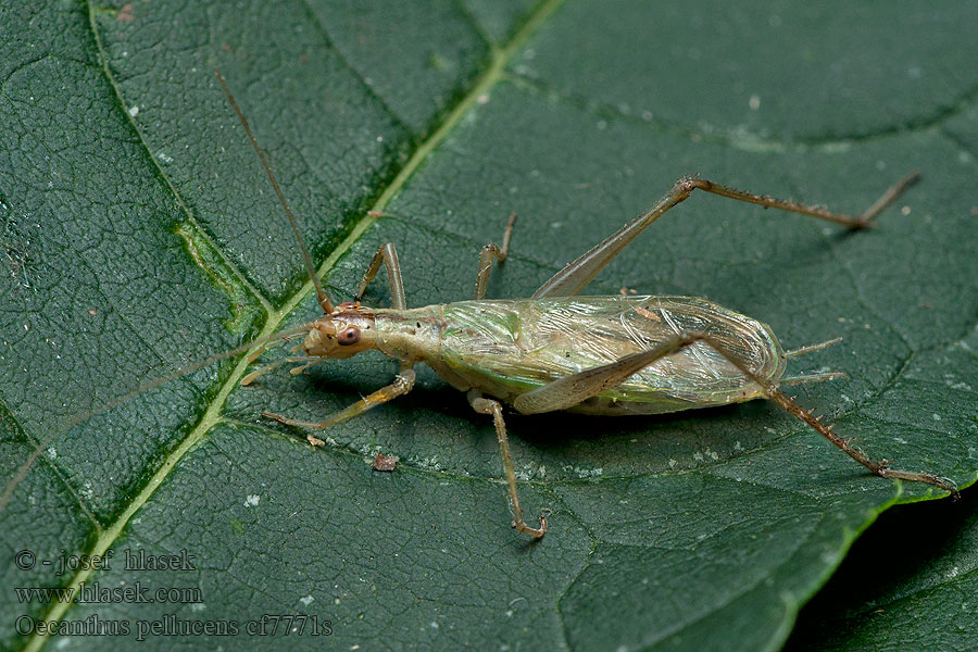 Oecanthus pellucens