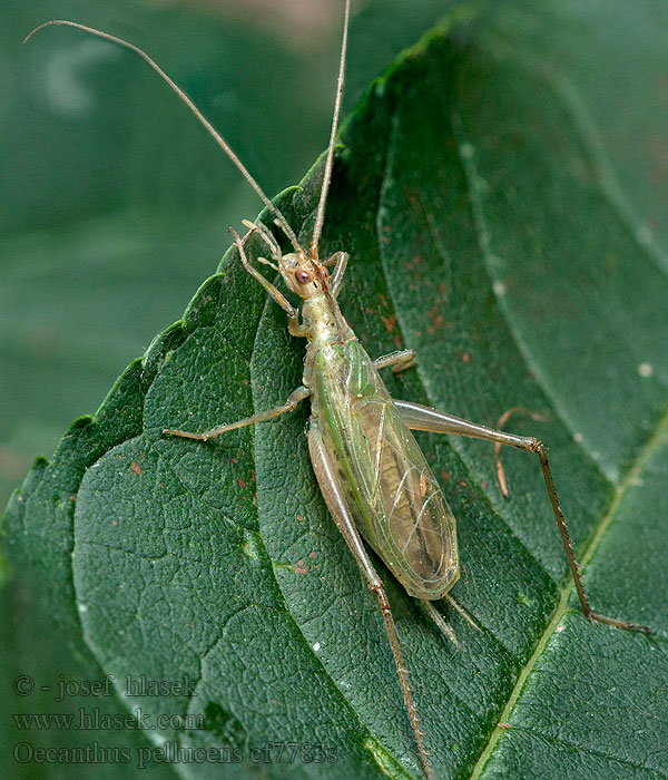 Oecanthus pellucens