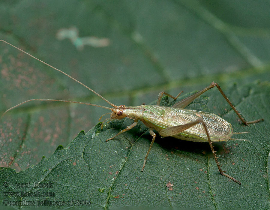 Oecanthus pellucens