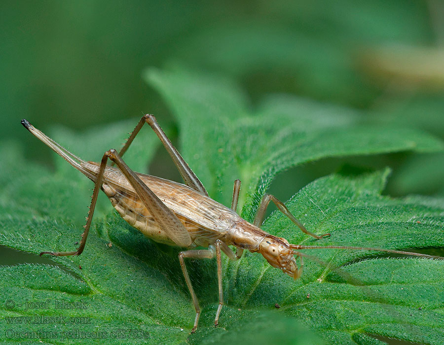 Oecanthus pellucens