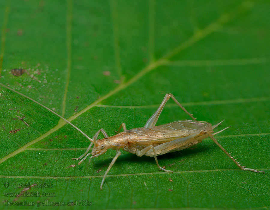 Oecanthus pellucens