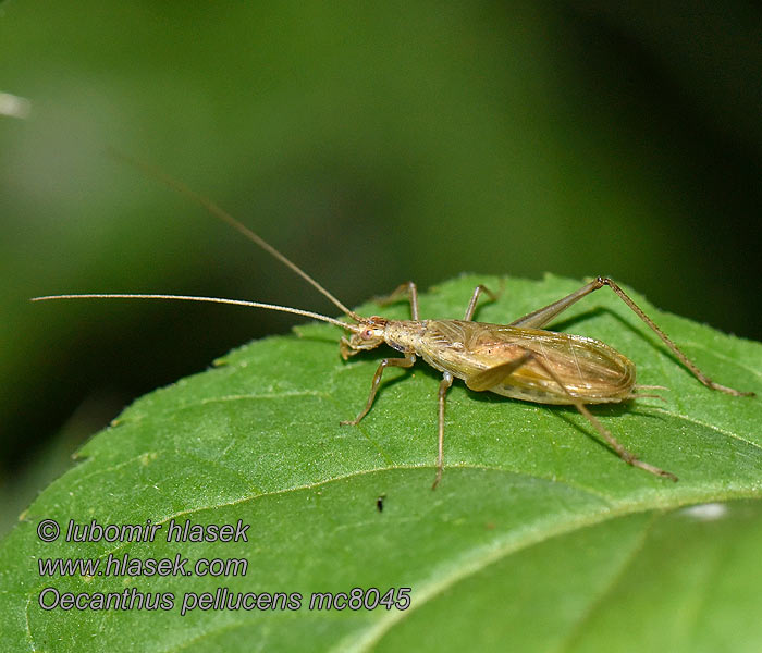 Italian cricket Tree Grilo Italiano Pirregő tücsök Oecanthus pellucens