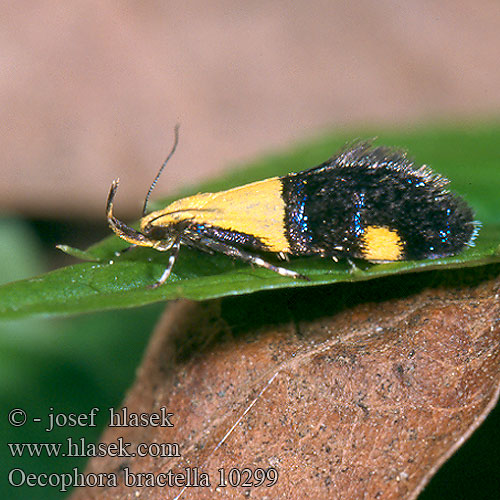 Oecophora bractella Krásněnka skvostná