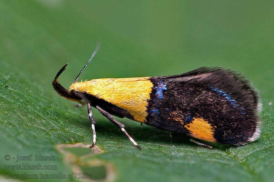 Tofarvet prydvinge Oecophora bractella