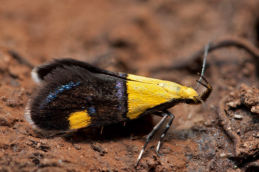 Tofarvet prydvinge Oecophora bractella