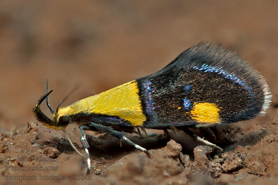 Tofarvet prydvinge Oecophora bractella