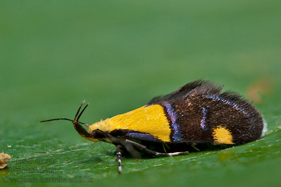 Oecophora bractella