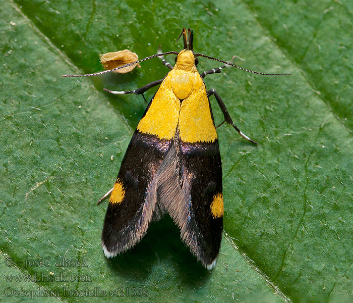 Oecophora bractella