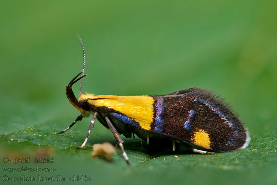 Oecophora bractella