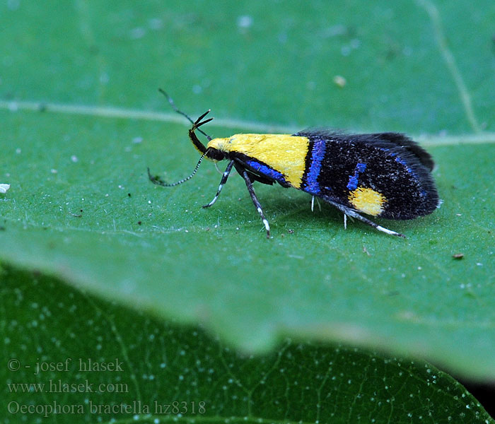 Oecophora bractella Faulholzmotte