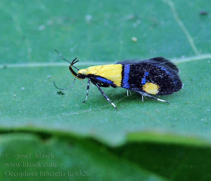 Oecophora bractella Zdobka skvostná