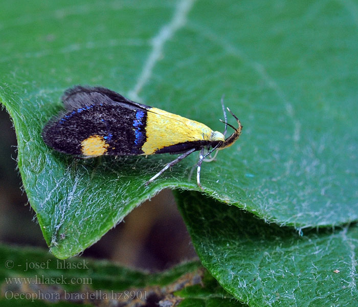 Oecophora bractella Molmboorder