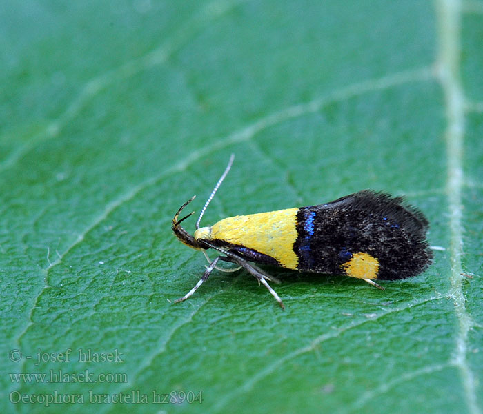 Oecophora bractella Blågul praktmal