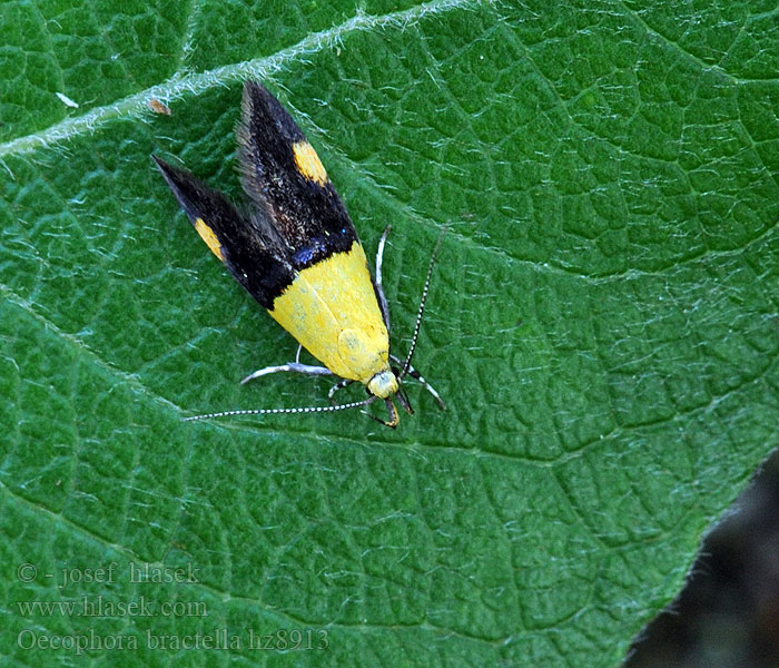 Krásněnka skvostná Oecophora bractella