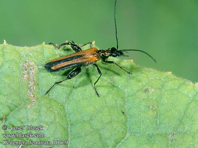 Oedemera femorata 10129