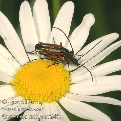 Oedemera lurida ab2465