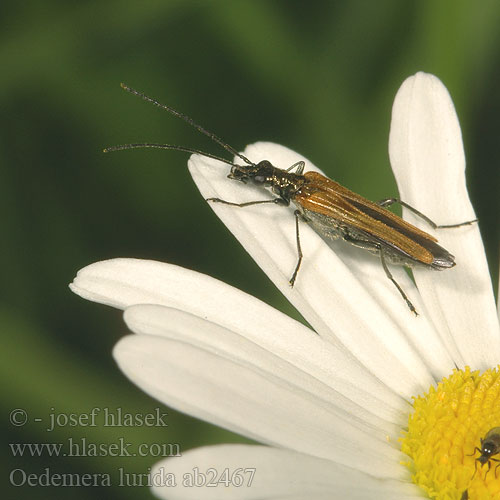 Oedemera lurida ab2467