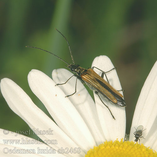 Oedemera lurida ab2468