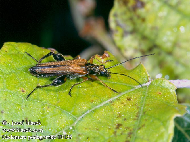 Oedemera podagrariae 10128