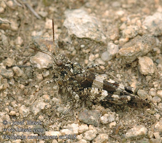 Oedipoda caerulescens coerulescens Acrydium coeruleipenne Blue-winged Grasshopper Saranče modrokřídlé Oedipode bleue Blauwe sprinkhaan Cavalletta celeste Kékszárnyú sáska Blauflüglige Ödlandschrecke Siwoszek błękitny Кобылка голубокрылая Koník modrokrídly Modrokrila peščenka Saltamontes campo Blåvingad sandgräshoppa