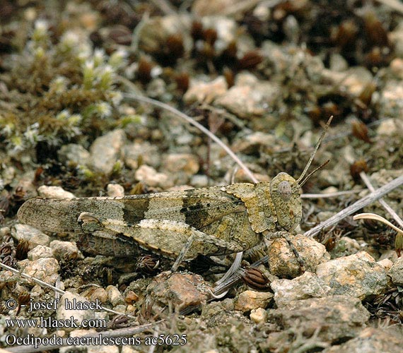 Blue-winged Grasshopper Saranče modrokřídlé Oedipode bleue Blauwe sprinkhaan Cavalletta celeste Kékszárnyú sáska Blauflüglige Ödlandschrecke Siwoszek błękitny Кобылка голубокрылая Koník modrokrídly Modrokrila peščenka Saltamontes campo Blåvingad sandgräshoppa Oedipoda caerulescens coerulescens Acrydium coeruleipenne