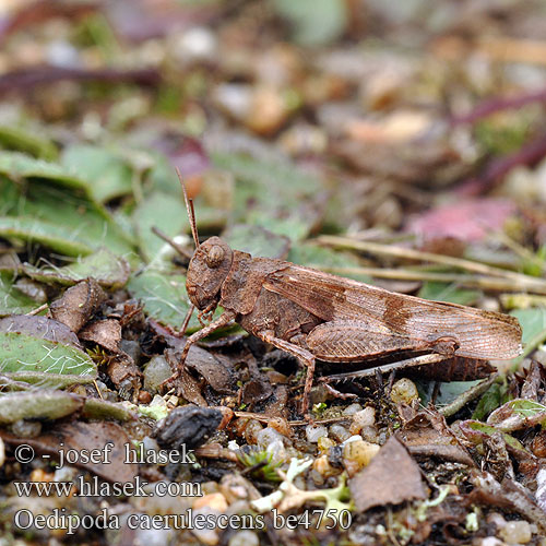 Blauflüglige Ödlandschrecke Siwoszek błękitny Кобылка голубокрылая Koník modrokrídly Modrokrila peščenka Saltamontes campo Blåvingad sandgräshoppa Oedipoda caerulescens coerulescens Acrydium coeruleipenne Blue-winged Grasshopper Saranče modrokřídlé Oedipode bleue Blauwe sprinkhaan Cavalletta celeste Kékszárnyú sáska