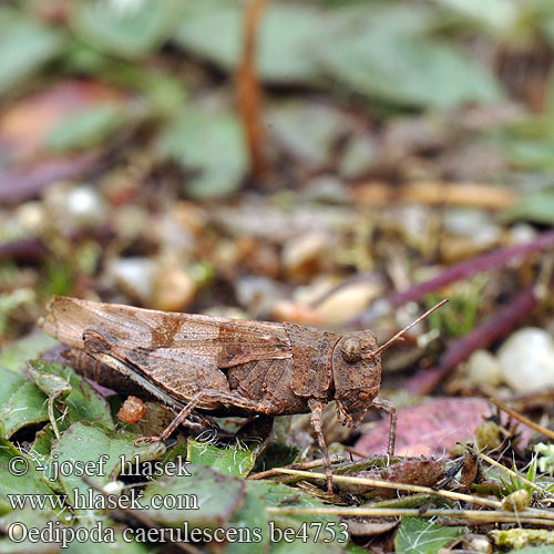 Saltamontes campo Blåvingad sandgräshoppa Oedipoda caerulescens coerulescens Acrydium coeruleipenne Blue-winged Grasshopper Saranče modrokřídlé Oedipode bleue Blauwe sprinkhaan Cavalletta celeste Kékszárnyú sáska Blauflüglige Ödlandschrecke Siwoszek błękitny Кобылка голубокрылая Koník modrokrídly Modrokrila peščenka