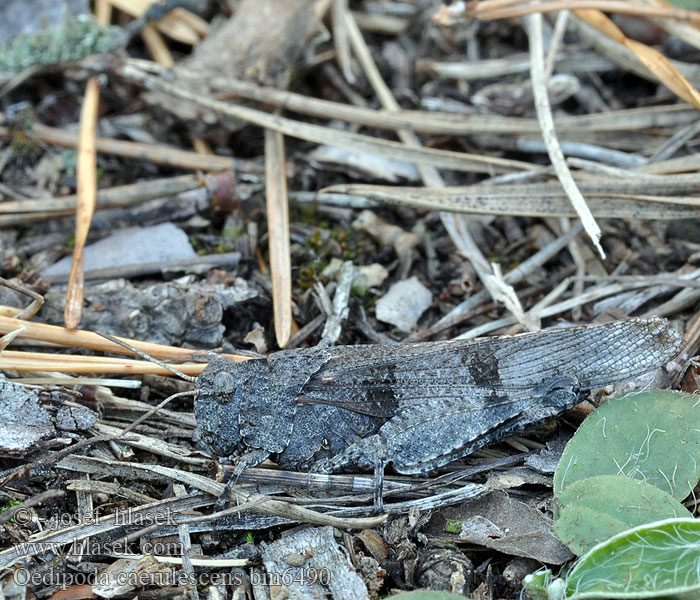 Oedipode bleue Blauwe sprinkhaan Cavalletta celeste Kékszárnyú sáska Blauflüglige Ödlandschrecke Siwoszek błękitny Кобылка голубокрылая Koník modrokrídly Modrokrila peščenka Saltamontes campo Blåvingad sandgräshoppa Oedipoda caerulescens coerulescens Acrydium coeruleipenne Blue-winged Grasshopper Saranče modrokřídlé