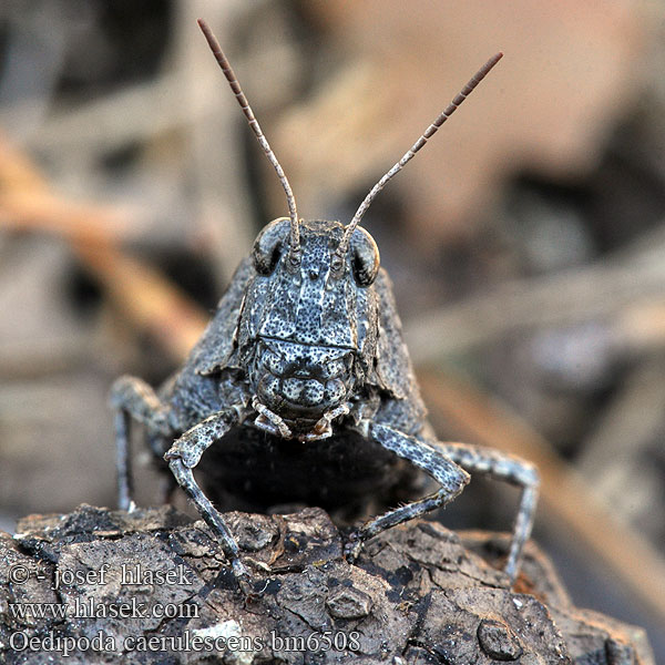 Kékszárnyú sáska Blauflüglige Ödlandschrecke Siwoszek błękitny Кобылка голубокрылая Koník modrokrídly Modrokrila peščenka Saltamontes campo Blåvingad sandgräshoppa Oedipoda caerulescens coerulescens Acrydium coeruleipenne Blue-winged Grasshopper Saranče modrokřídlé Oedipode bleue Blauwe sprinkhaan Cavalletta celeste