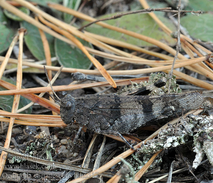 Blauflüglige Ödlandschrecke Siwoszek błękitny Кобылка голубокрылая Koník modrokrídly Modrokrila peščenka Saltamontes campo Blåvingad sandgräshoppa Oedipoda caerulescens coerulescens Acrydium coeruleipenne Blue-winged Grasshopper Saranče modrokřídlé Oedipode bleue Blauwe sprinkhaan Cavalletta celeste Kékszárnyú sáska