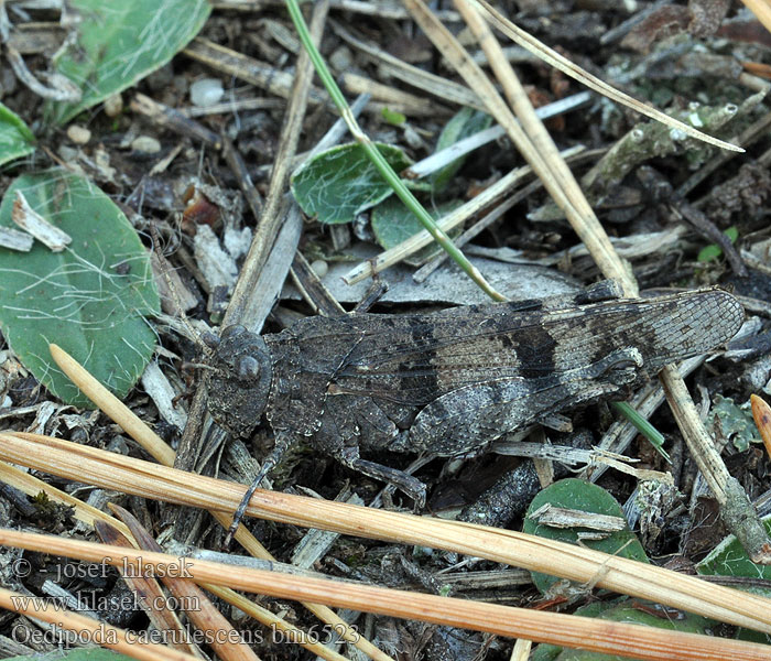 Siwoszek błękitny Кобылка голубокрылая Koník modrokrídly Modrokrila peščenka Saltamontes campo Blåvingad sandgräshoppa Oedipoda caerulescens coerulescens Acrydium coeruleipenne Blue-winged Grasshopper Saranče modrokřídlé Oedipode bleue Blauwe sprinkhaan Cavalletta celeste Kékszárnyú sáska Blauflüglige Ödlandschrecke