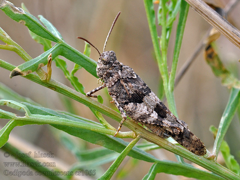 Saranče modrokřídlé Oedipoda caerulescens