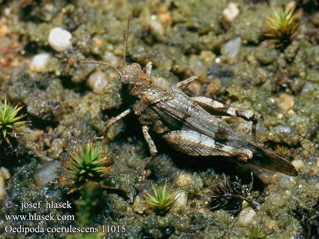 Oedipode bleue Blauwe sprinkhaan Cavalletta celeste Kékszárnyú sáska Blauflüglige Ödlandschrecke Siwoszek błękitny Кобылка голубокрылая Koník modrokrídly Modrokrila peščenka Saltamontes campo Blåvingad sandgräshoppa Oedipoda caerulescens coerulescens Acrydium coeruleipenne Blue-winged Grasshopper Saranče modrokřídlé