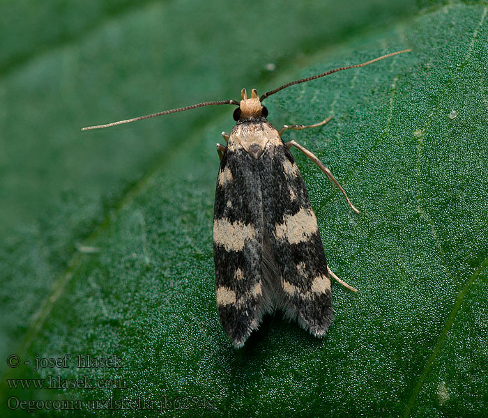 Oegoconia uralskella