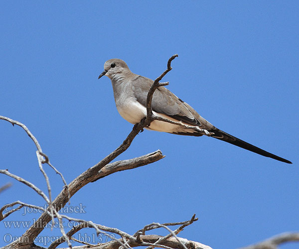 Oena capensis Namaqua Dove Namakwaduif