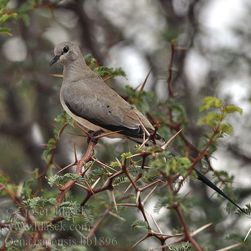 Oena capensis bb1896