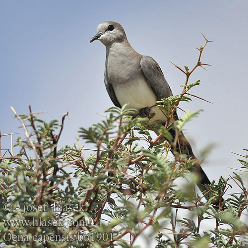 Oena capensis bb1901